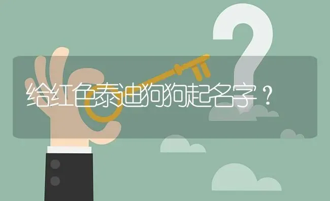 给红色泰迪狗狗起名字？ | 动物养殖问答