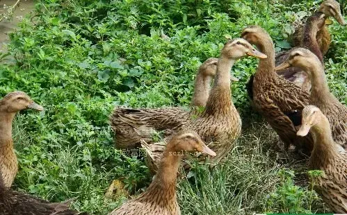 养肉鸭赚钱吗？肉鸭养殖前景及市场价格行情分析