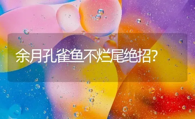 余月孔雀鱼不烂尾绝招？ | 鱼类宠物饲养