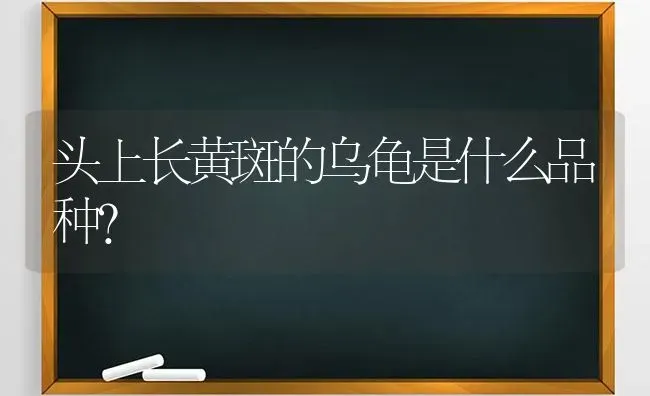 头上长黄斑的乌龟是什么品种？ | 动物养殖问答