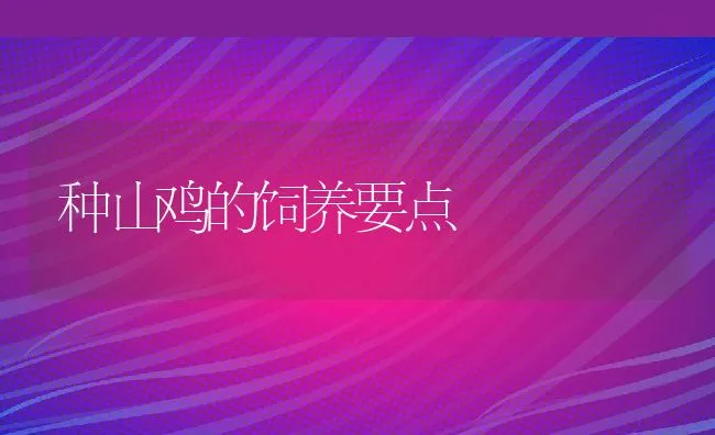 种山鸡的饲养要点 | 水产养殖知识