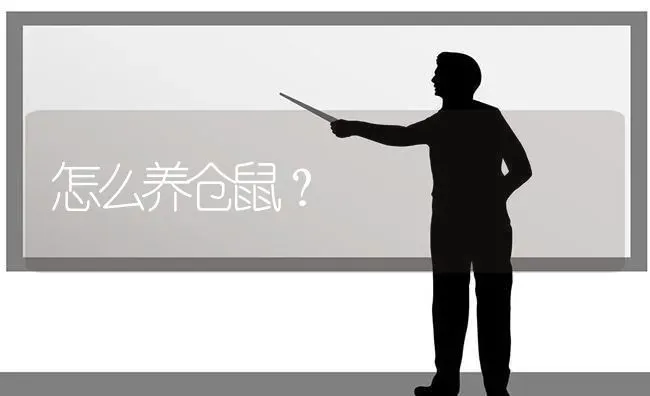 怎么养仓鼠？ | 动物养殖问答