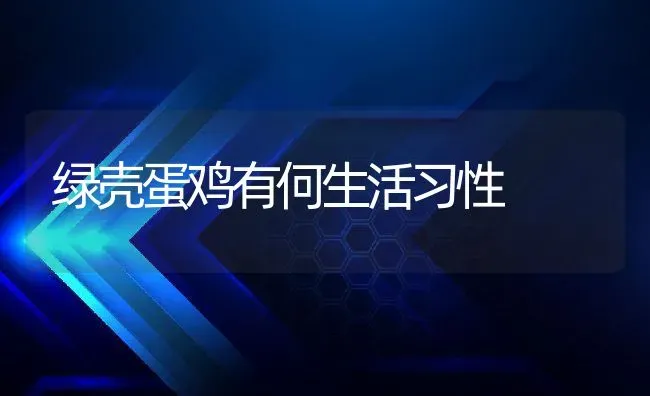 绿壳蛋鸡有何生活习性 | 动物养殖教程