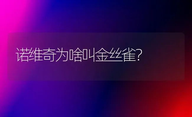 诺维奇为啥叫金丝雀？ | 动物养殖问答