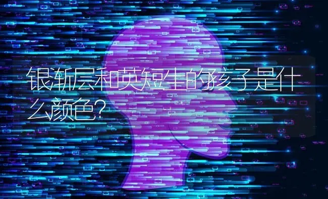 银渐层和英短生的孩子是什么颜色？ | 动物养殖问答