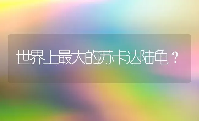 世界上最大的苏卡达陆龟？ | 动物养殖问答