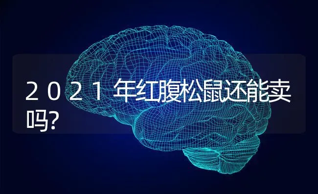 2021年红腹松鼠还能卖吗？ | 动物养殖问答