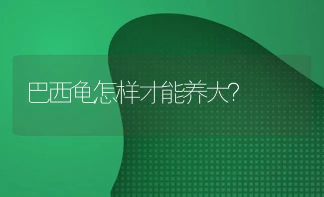 巴西龟怎样才能养大？ | 动物养殖问答