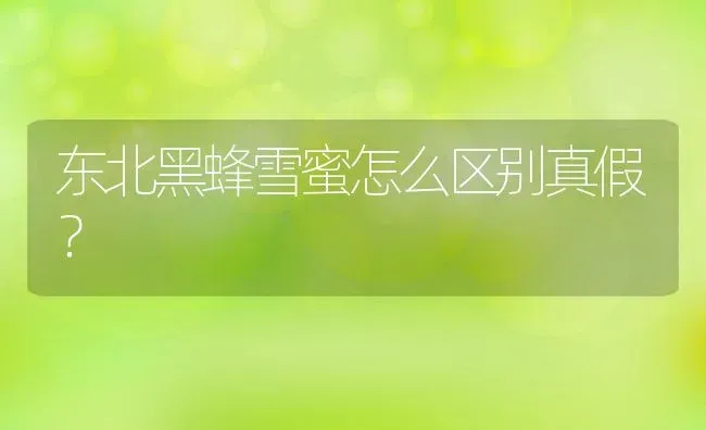 东北黑蜂雪蜜怎么区别真假？ | 动物养殖百科