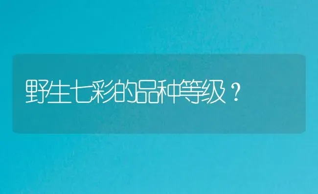 野生七彩的品种等级？ | 鱼类宠物饲养