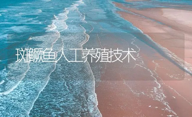 斑鳜鱼人工养殖技术 | 海水养殖技术