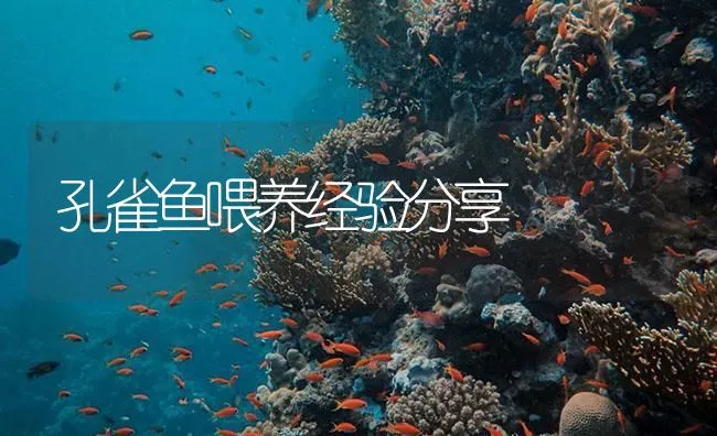 孔雀鱼喂养经验分享 | 海水养殖技术