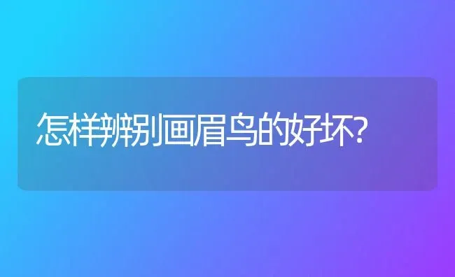 6个月柯基能买吗？ | 动物养殖问答