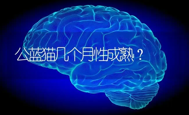 公蓝猫几个月性成熟？ | 动物养殖问答