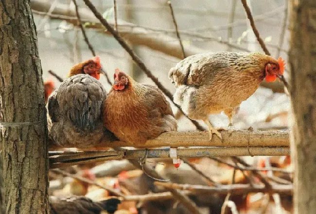 鸡球虫病和鸡球虫混合肠炎是一种病吗？