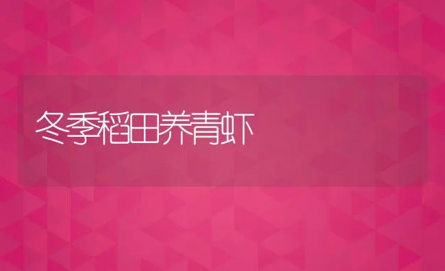 冬季稻田养青虾 | 动物养殖饲料