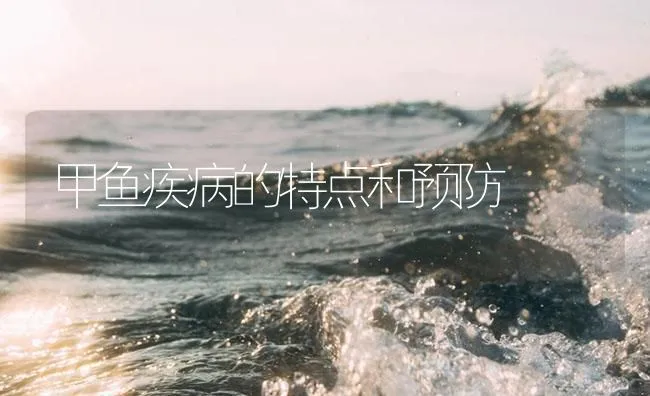 甲鱼疾病的特点和预防 | 海水养殖技术