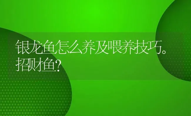 银龙鱼怎么养及喂养技巧。招财鱼？ | 鱼类宠物饲养