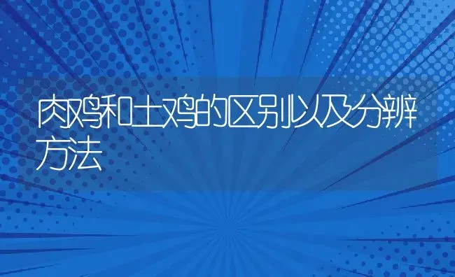 肉鸡和土鸡的区别以及分辨方法 | 动物养殖百科