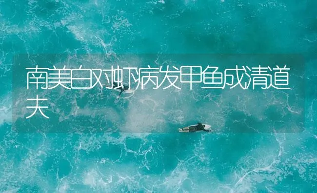 南美白对虾病发甲鱼成清道夫 | 海水养殖技术