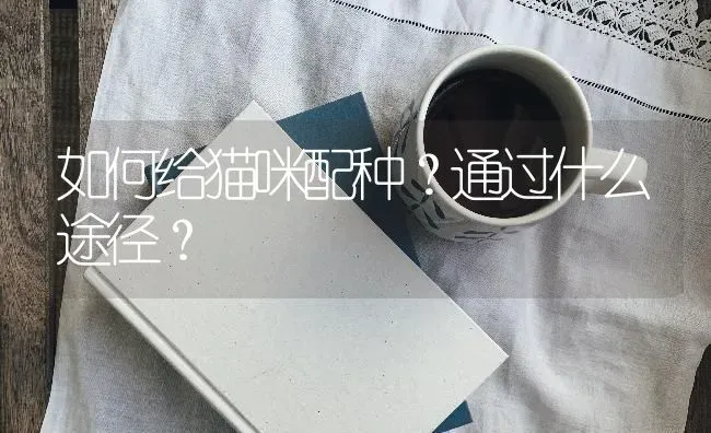 如何给猫咪配种？通过什么途径？ | 动物养殖问答