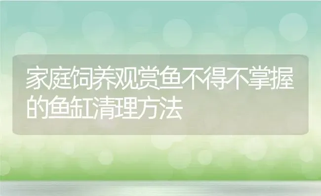 家庭饲养观赏鱼不得不掌握的鱼缸清理方法 | 动物养殖教程