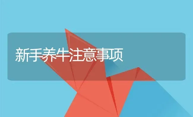 新手养牛注意事项 | 动物养殖百科