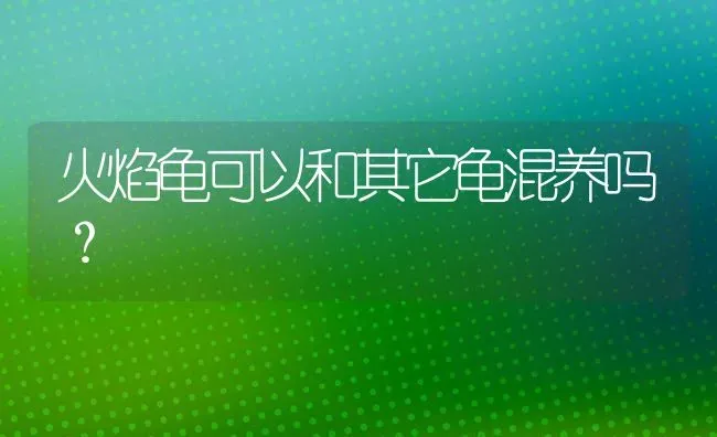 火焰龟可以和其它龟混养吗？ | 动物养殖问答