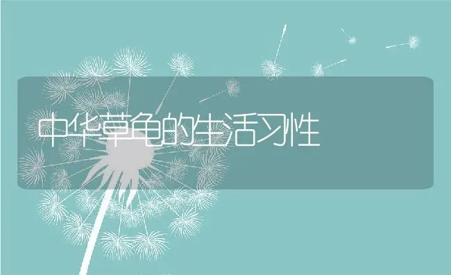 中华草龟的生活习性 | 动物养殖百科