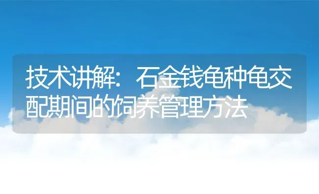 技术讲解:石金钱龟种龟交配期间的饲养管理方法 | 动物养殖百科