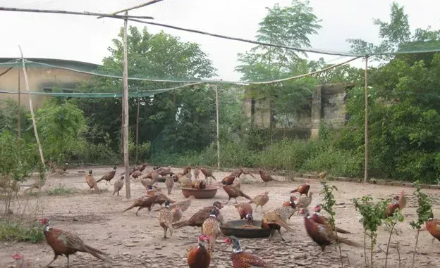 青年孔雀的饲养环境