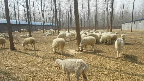 养小尾寒羊赚钱吗？小尾寒羊养殖的利润与投资成本及前景预测