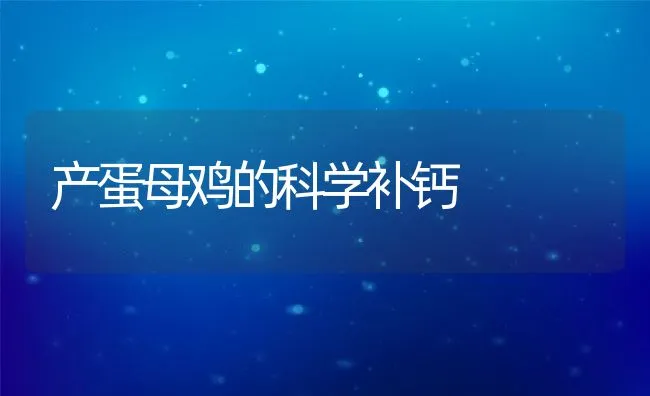 产蛋母鸡的科学补钙 | 动物养殖饲料