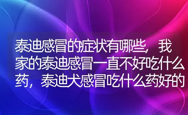 泰迪感冒的症状有哪些,我家的泰迪感冒一直不好吃什么药，泰迪犬感冒吃什么药好的快？ | 宠物百科知识