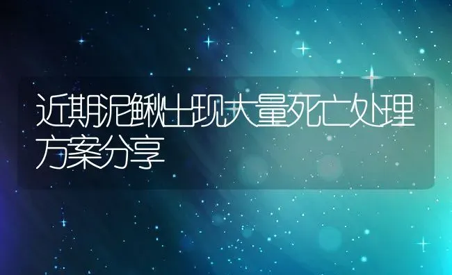 近期泥鳅出现大量死亡处理方案分享 | 动物养殖百科