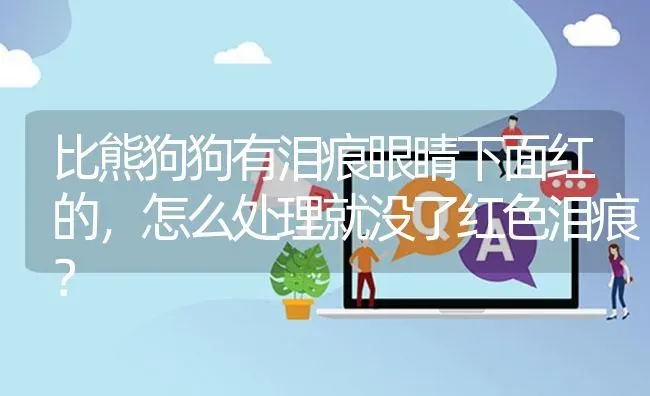 比熊狗狗有泪痕眼睛下面红的，怎么处理就没了红色泪痕？ | 动物养殖问答