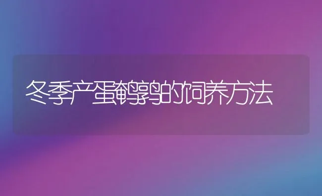 冬季产蛋鹌鹑的饲养方法 | 水产养殖知识