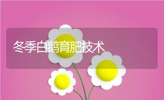 冬季白鹅育肥技术 | 动物养殖百科