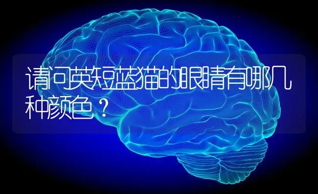 请问英短蓝猫的眼睛有哪几种颜色？ | 动物养殖问答