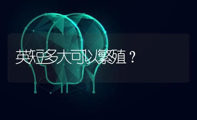 英短多大可以繁殖？ | 动物养殖问答