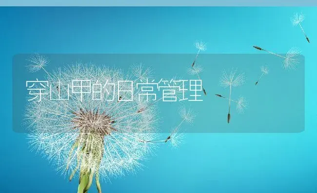 穿山甲的日常管理 | 动物养殖百科