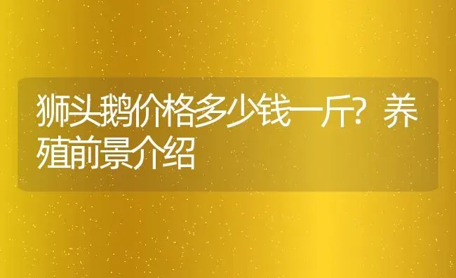 狮头鹅价格多少钱一斤?养殖前景介绍 | 动物养殖百科