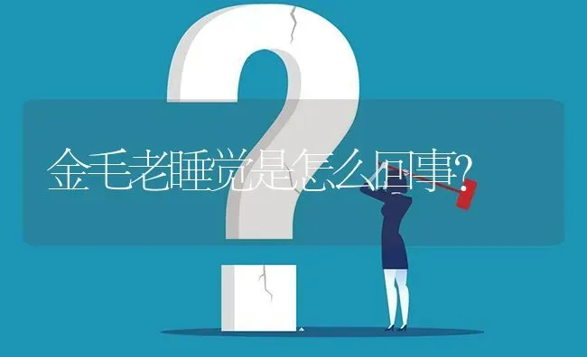 金毛老睡觉是怎么回事？ | 动物养殖问答