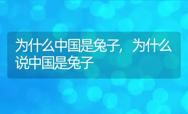 为什么中国是兔子,为什么说中国是兔子 | 宠物百科知识