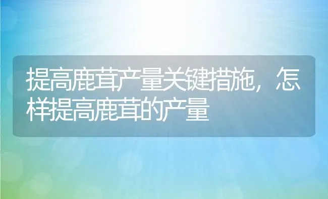 提高鹿茸产量关键措施，怎样提高鹿茸的产量 | 动物养殖教程