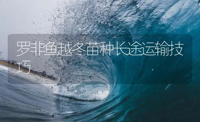 罗非鱼越冬苗种长途运输技巧 | 海水养殖技术