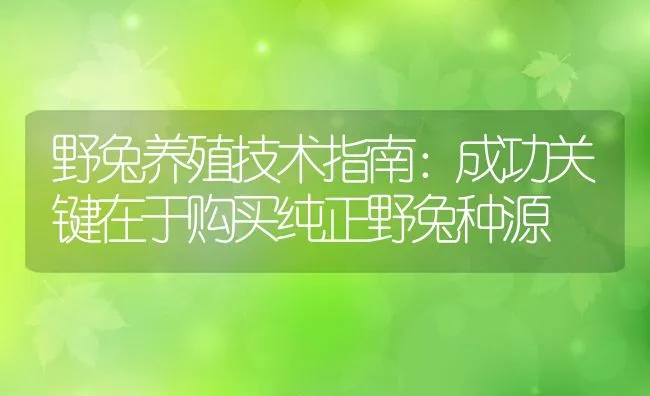 野兔养殖技术指南：成功关键在于购买纯正野兔种源 | 水产养殖知识