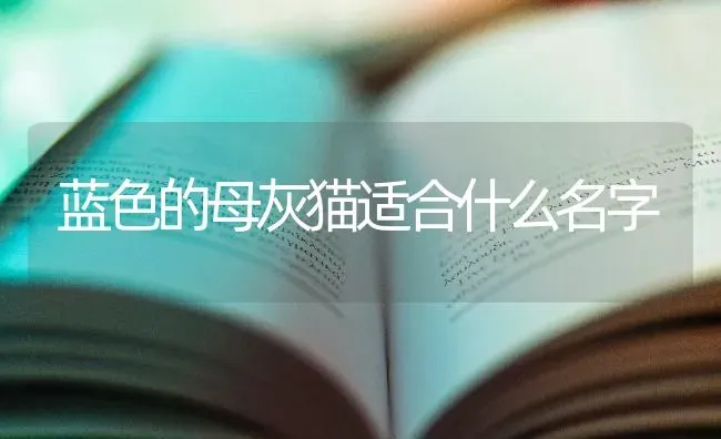 为什么不建议养西伯利亚森林猫？ | 动物养殖问答