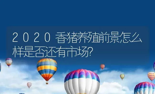 2020香猪养殖前景怎么样是否还有市场？ | 动物养殖百科