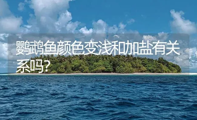 鹦鹉鱼颜色变浅和加盐有关系吗？ | 鱼类宠物饲养